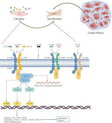 The role of IL-17 family cytokines in cardiac fibrosis